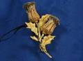 18kt TriColor Gold Thistle Brooch