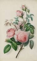 Manner of Pierre Joseph Redoute French 17591840 Pink Roses