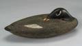 Sleeping WhiteWinged Scoter Decoy