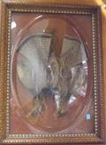 Late Victorian Carved Quartersawn Oak Framed Gamebirds under Glass