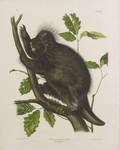 Audubon John James 17851851