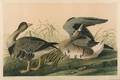 Audubon John James 17851851