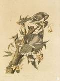 Audubon John James 17851851