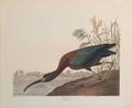 Audubon John James 17851851
