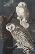 Audubon John James 17851851