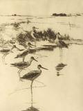 Frank Weston Benson American 18621951 Yellowlegs No 3