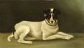 American School 19th20th Century Seated Jack Russell Terrier