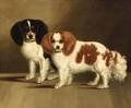British School 19th Century Portrait of Spaniels