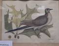 Two Framed Ornithological Prints