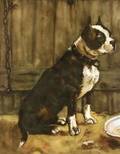 American School 20th Century Boston Terrier