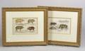 Pair of Framed English Bookplates of Wild Pigs