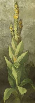 Ellen Robbins American 18281905 Plant with Yellow Blossoms