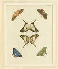 Six Framed Hand Colored Engravings of Butterflies and Moths