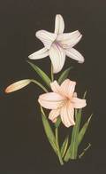 Set of Four Gouache and Watercolor Studies of Lilies