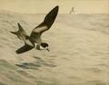 Louis Agassiz Fuertes American 18741927 Petrels in Flight