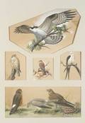 Roger Tory Peterson American 19081996 Birds of Prey Studies of Hawks and Falcons