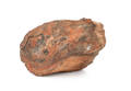 Section of petrified wood