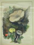 Wild Mushrooms