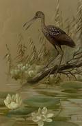 Roger Tory Peterson American 19081996 Limpkin