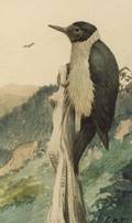 Louis Agassiz Fuertes American 18741927 The Woodpecker