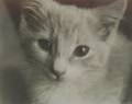 Jim Moore American 20th Century Kitten