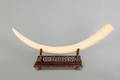 Chinese elephant tusk