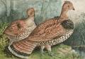 Currier and Ives publishers American 18571907 Ruffed Grouse