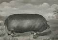 American School 19th Century Portrait of a Pig
