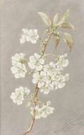 American School 19th Century Apple Blossoms