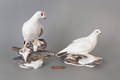 Pair of Boehm Ptarmigan bird figures