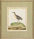 Set of six early bird engravings