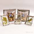 Pair of Taxidermied Birds in Shadow Boxes and Three Birddecorated Glass Panels