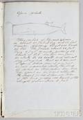 Handwritten and Handdrawn Descriptions of Whales by Capt Thos W Roys Ship Sheffield 1854