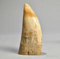 Scrimshawdecorated Whales Tooth