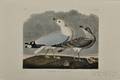 Audubon John James 17851851 Common Gull Plate CCXII