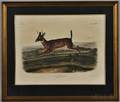 Audubon John James 17851851 Cervus Leucurus Long Tailed Deer Plate CXVIII