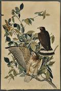 Audubon John James 17851851 Broadwinged Hawk Plate 91