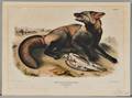 Audubon John James 17851851 American Cross Fox Plate VI