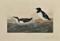 Audubon John James 17851851 Three Prints Little Auk Shore Lark and Arvicola