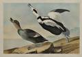 Audubon John James 17851851 Pied Duck Plate CCCXXXII