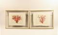 Pair of Coral Engravings After Albertus Seba