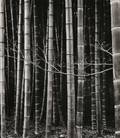 Brett Weston American 19111993 Bamboo Forest Japan