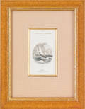 Set of fourteen whaling prints from  The Naturalists Library