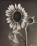 Tom Baril American b 1952 Sunflowers with Buds