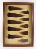 Framed Group of 10 Wild Turkey Feathers