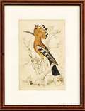 Fullarton  Co Handcolored Lithograph of a Hoopoe