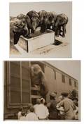 Group of Eight Vintage Elephant Photographs A