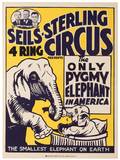 SellsSterling Four Ring Circus The Only Pygmy