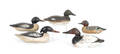 Five Mason duck decoys