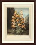 AFTER REINAGLE ANTIQUE INTAGLIO BOTANICAL PRINT